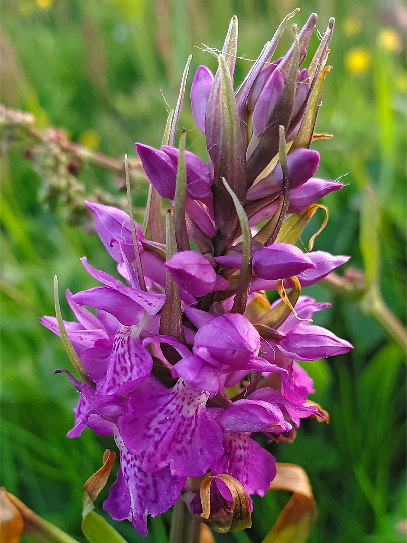 Marsh orchid