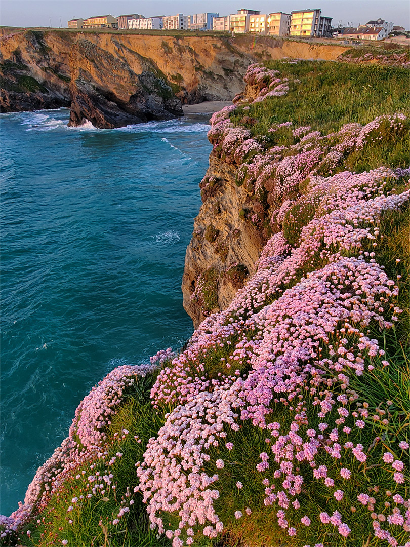 Thrift on the cliffs