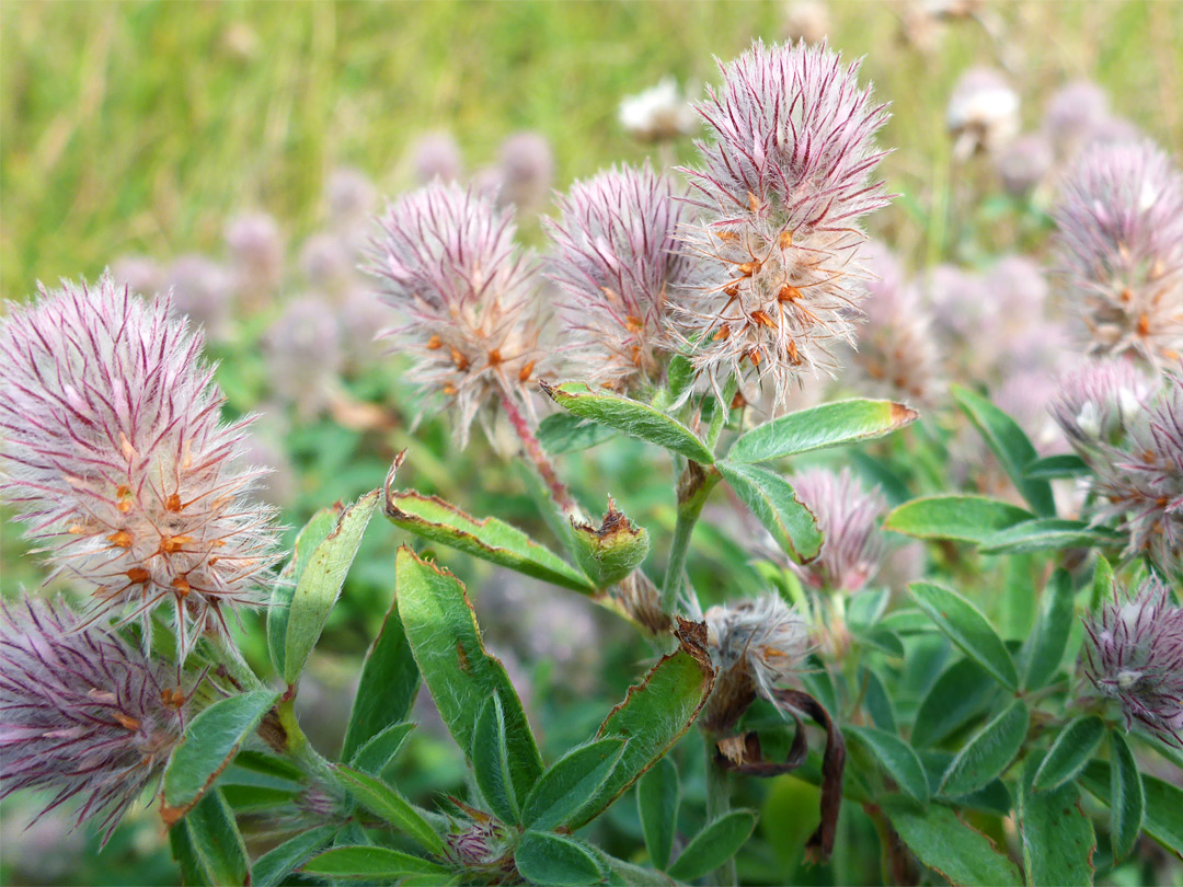 Hare's-foot clover