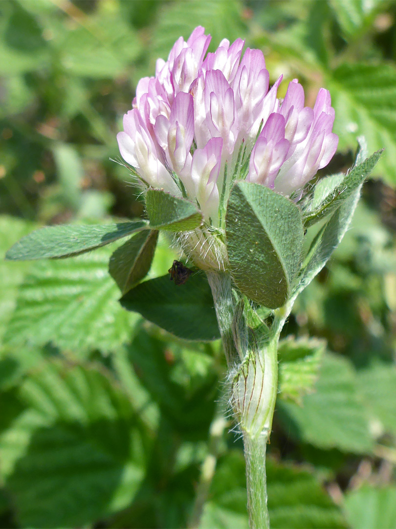 Leaves and flowers