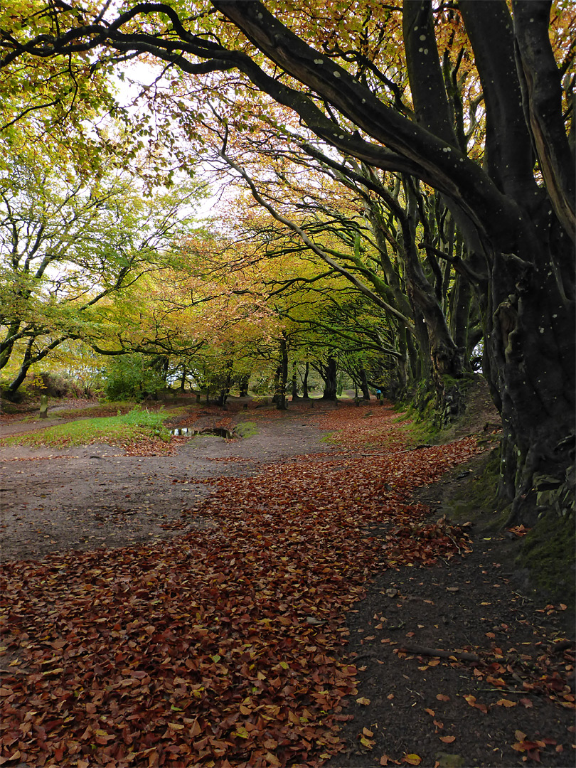 Row of trees