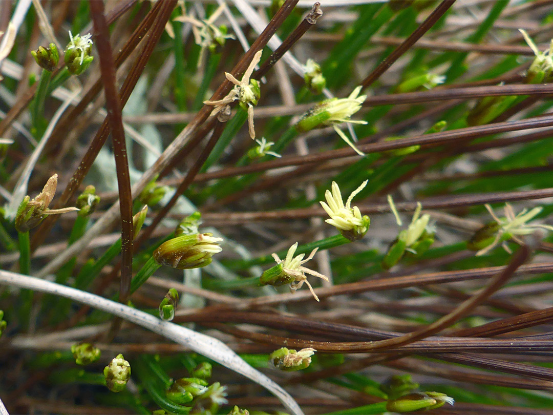 Tufted bulrush