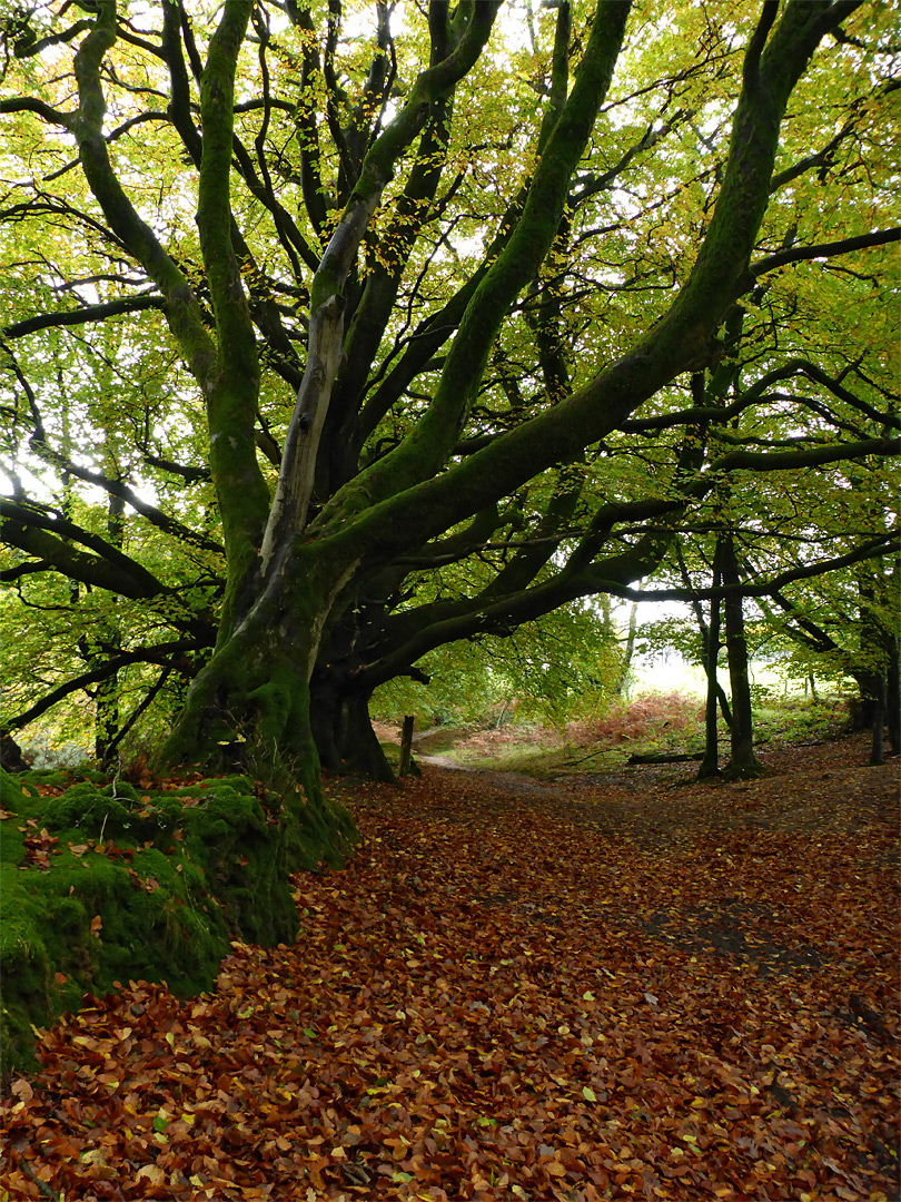 Many branches