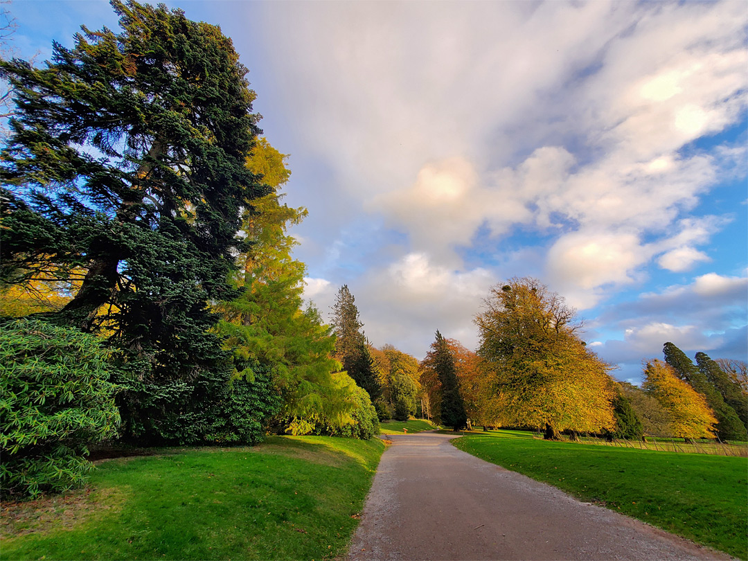 Autumnal trees