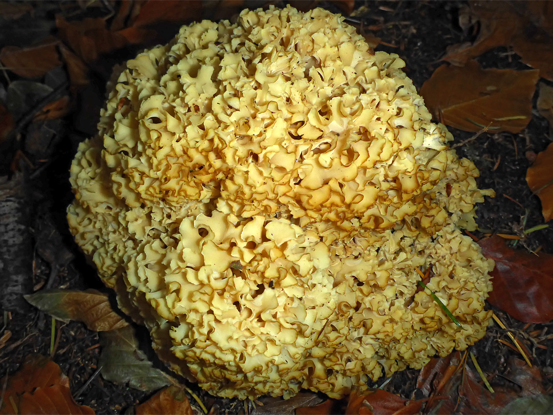 Cauliflower fungus