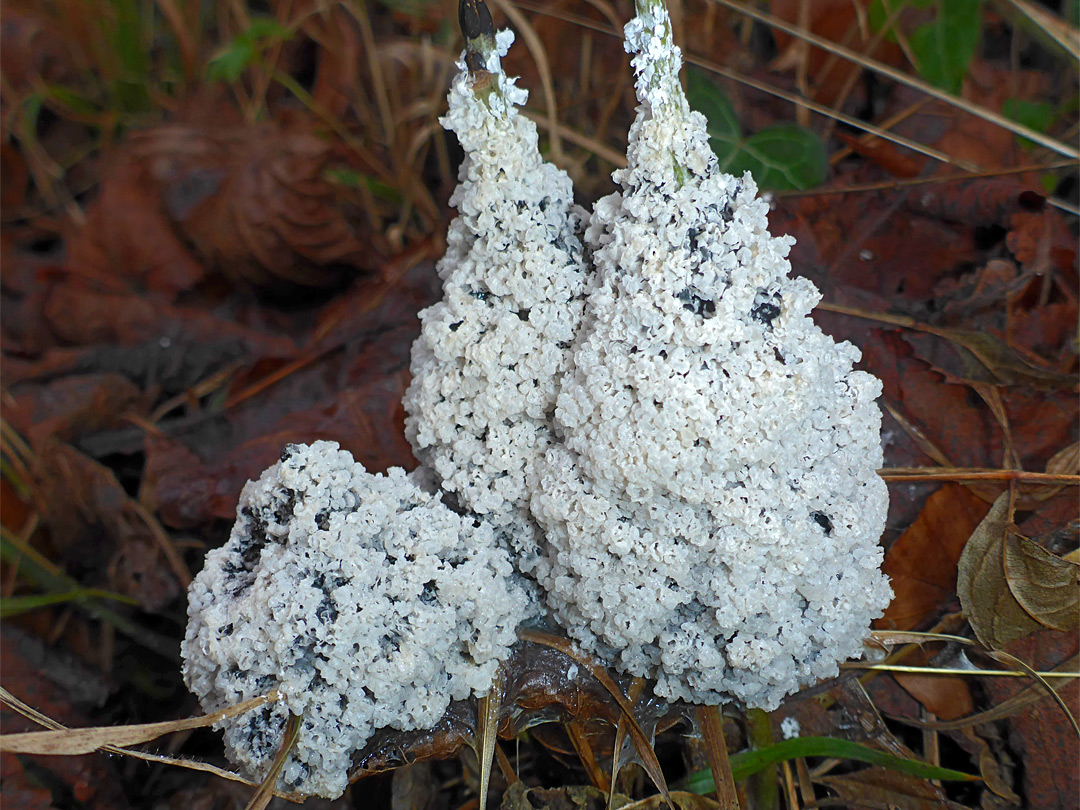 Slime mold