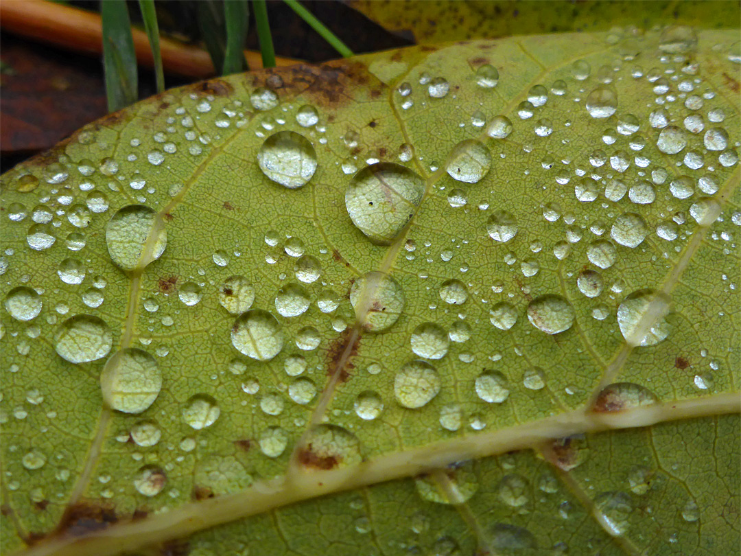 Water on a leaf