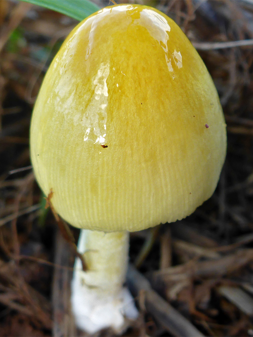 Yellow fieldcap