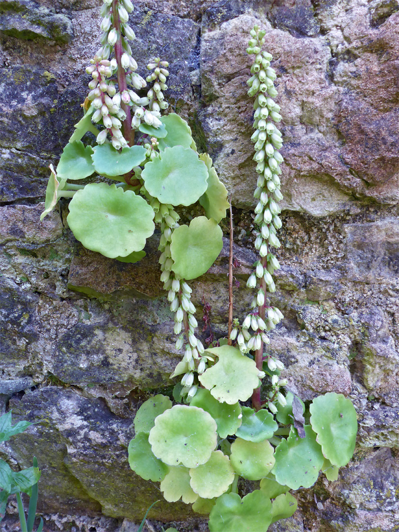 Flowering stems