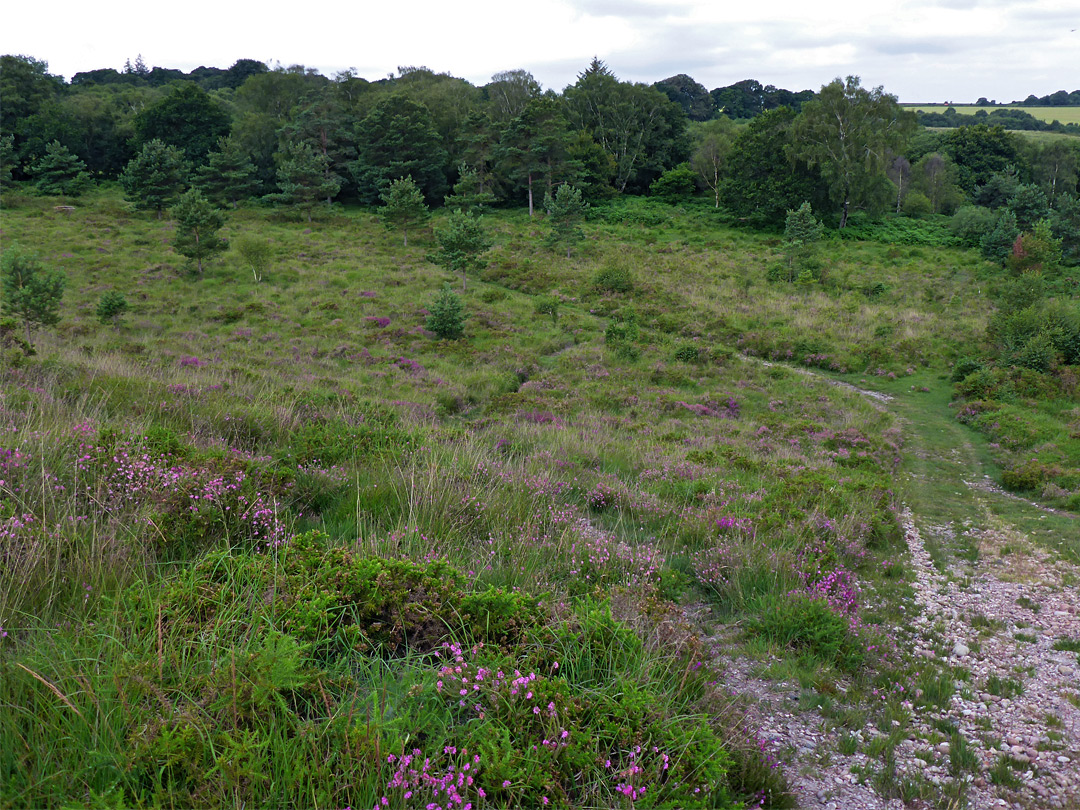 Heather beside a track