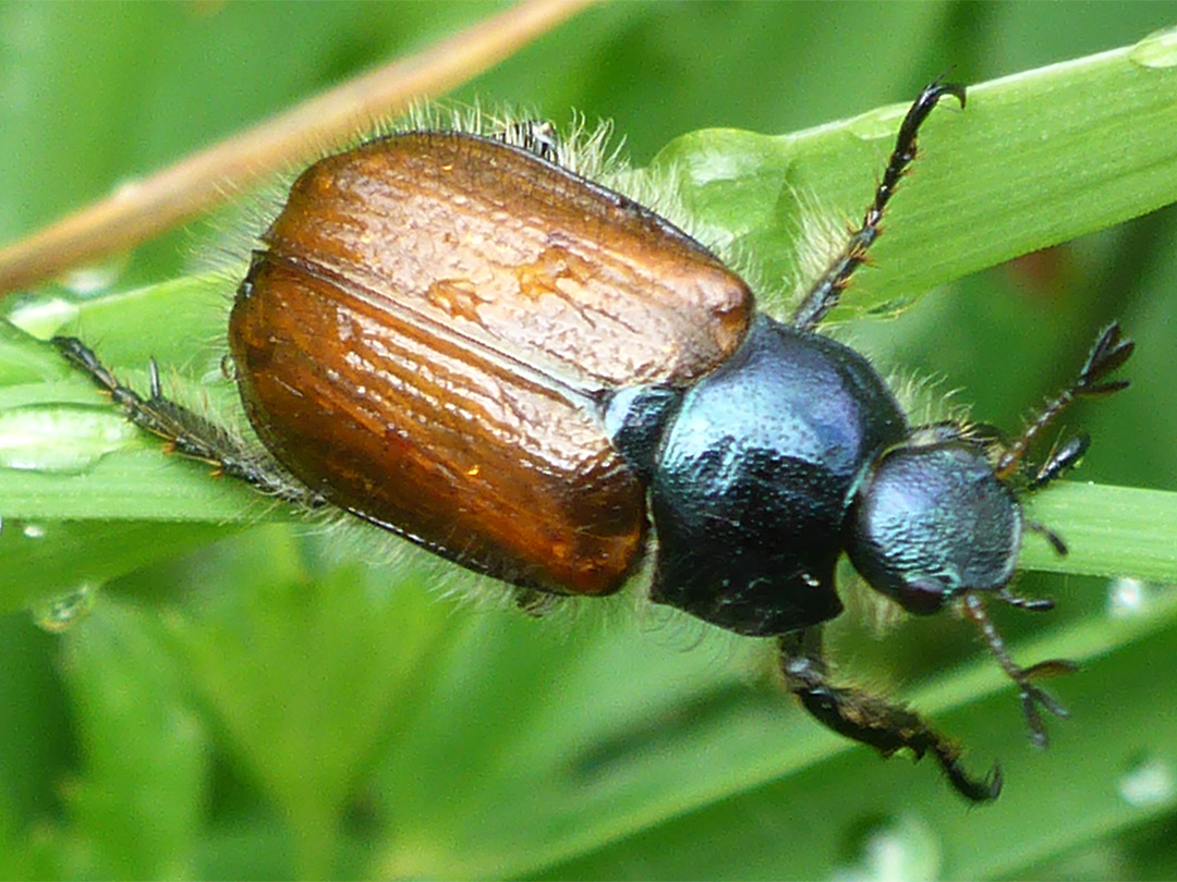 Garden chafer