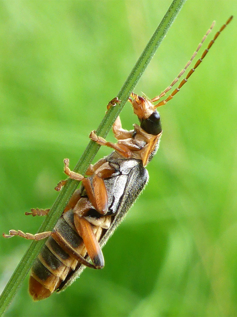 Grey sailor beetle