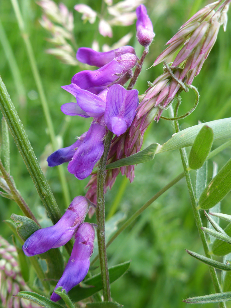 Cow vetch