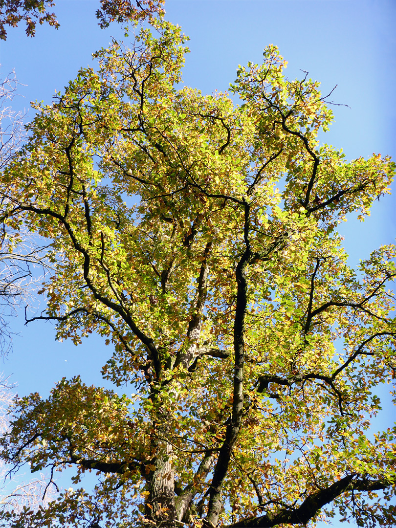 Green oak leaves