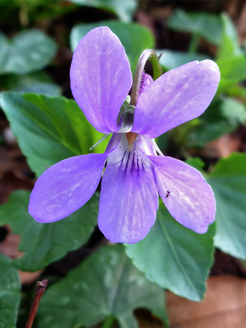 Early dog violet