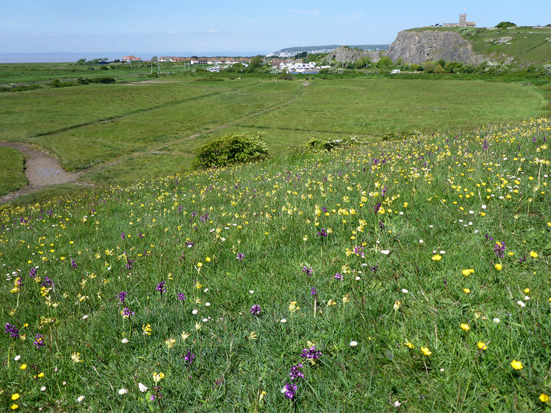 Cowslips and orchids