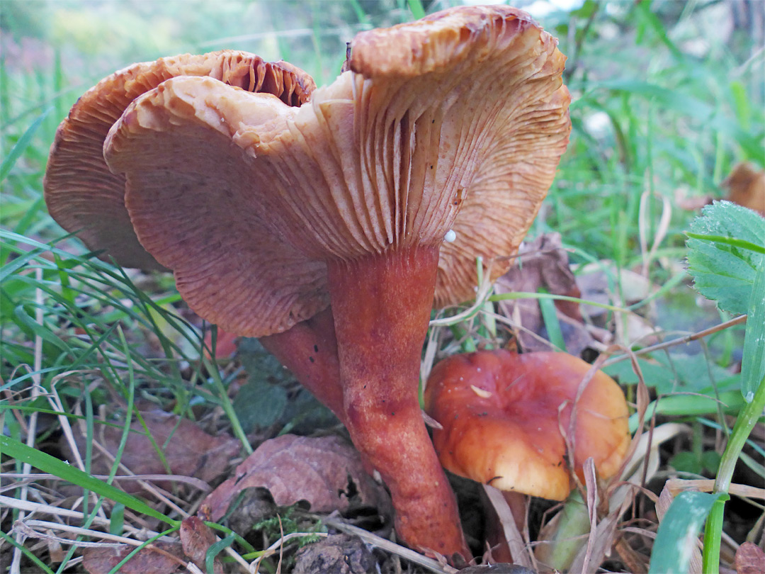 Orange milkcap - stems