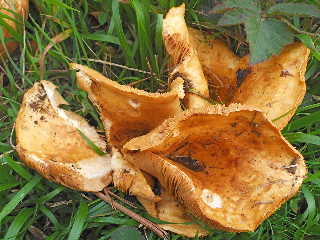 Spectacular rustgill