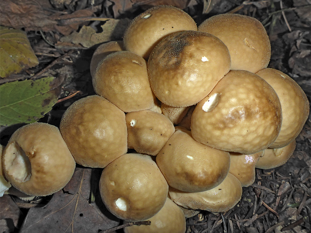 Stump puffball