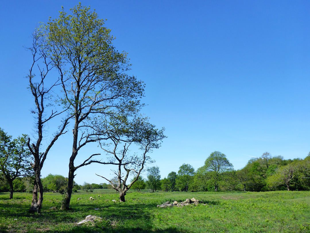 Isolated trees