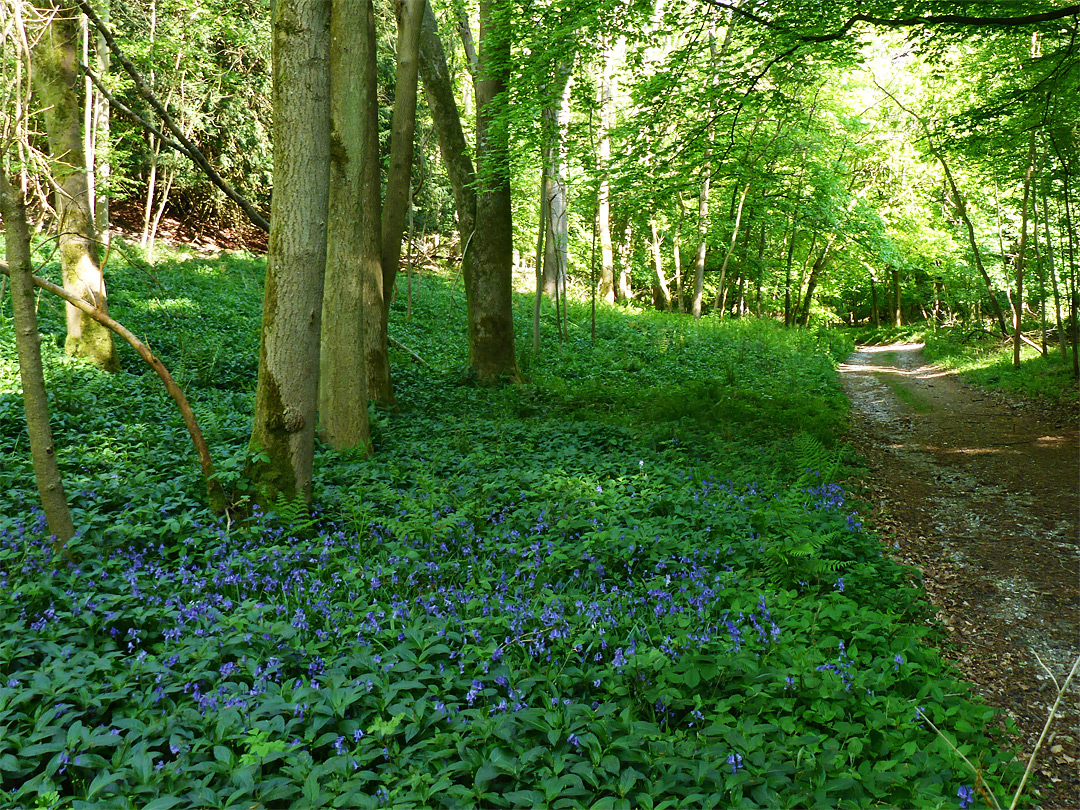 The valley floor