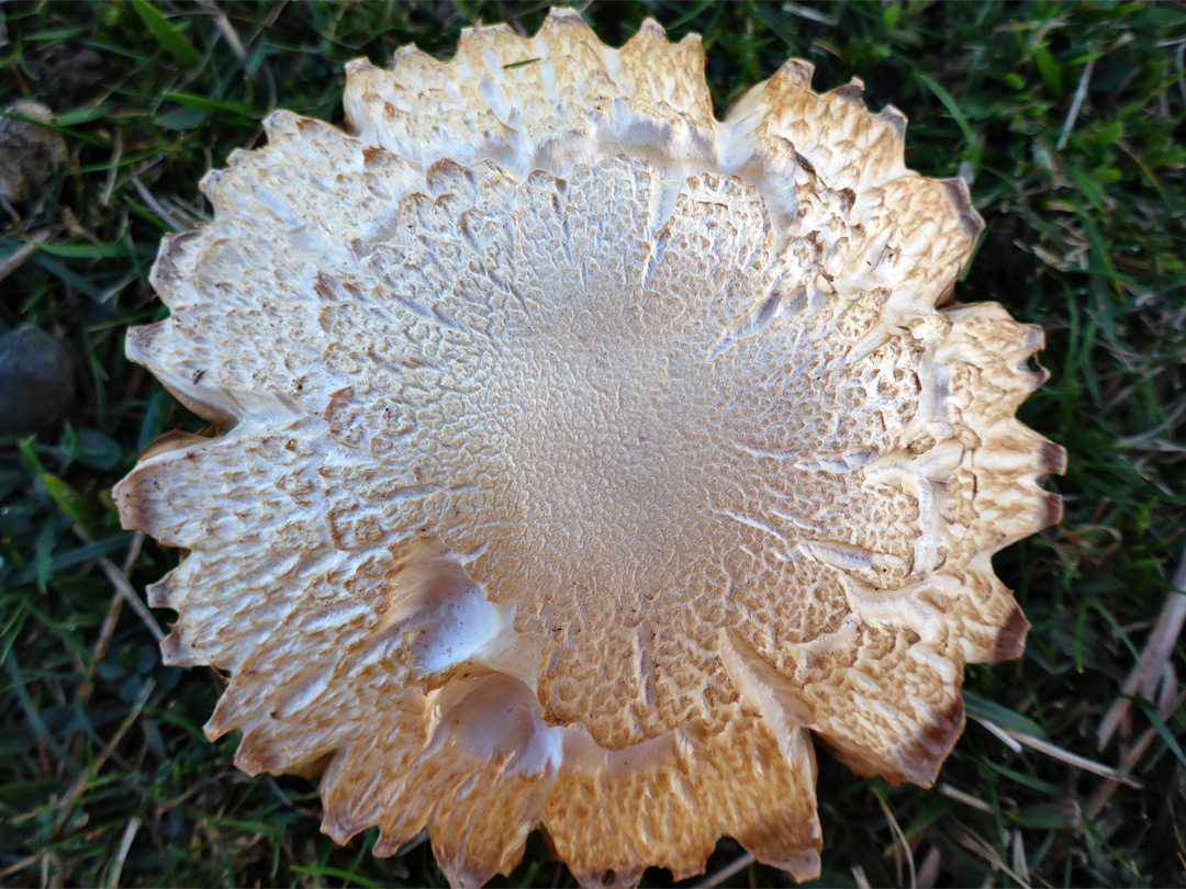 Shaggy parasol