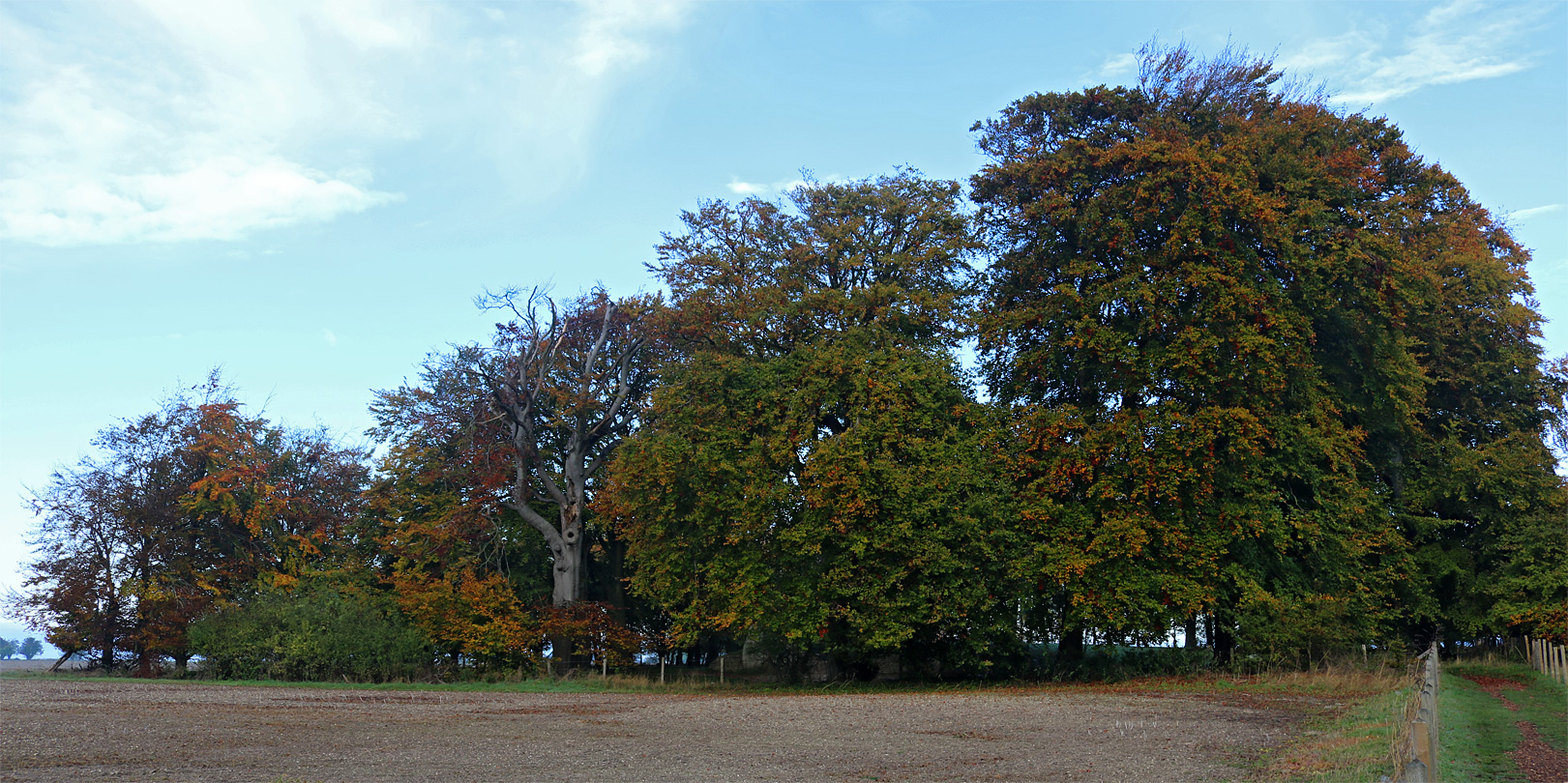 Clump of trees