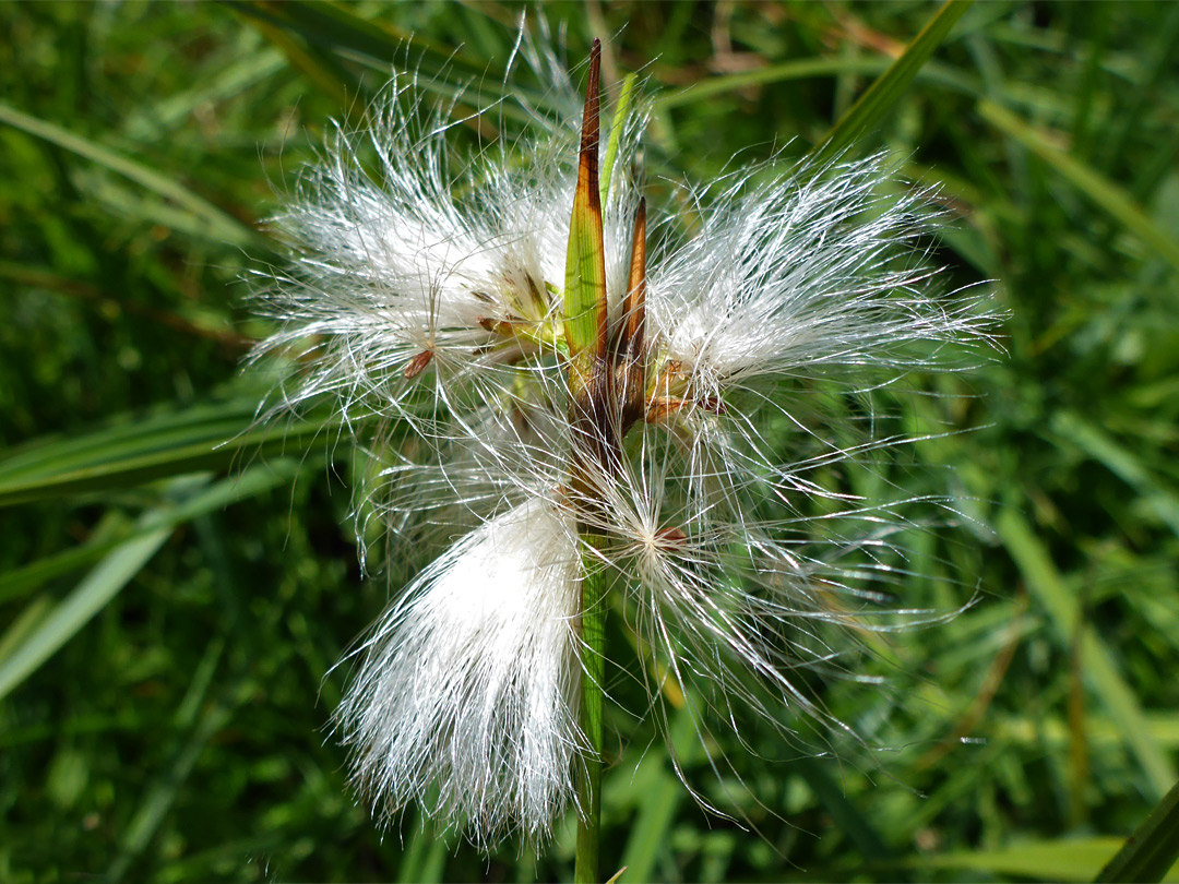 Cotton-grass