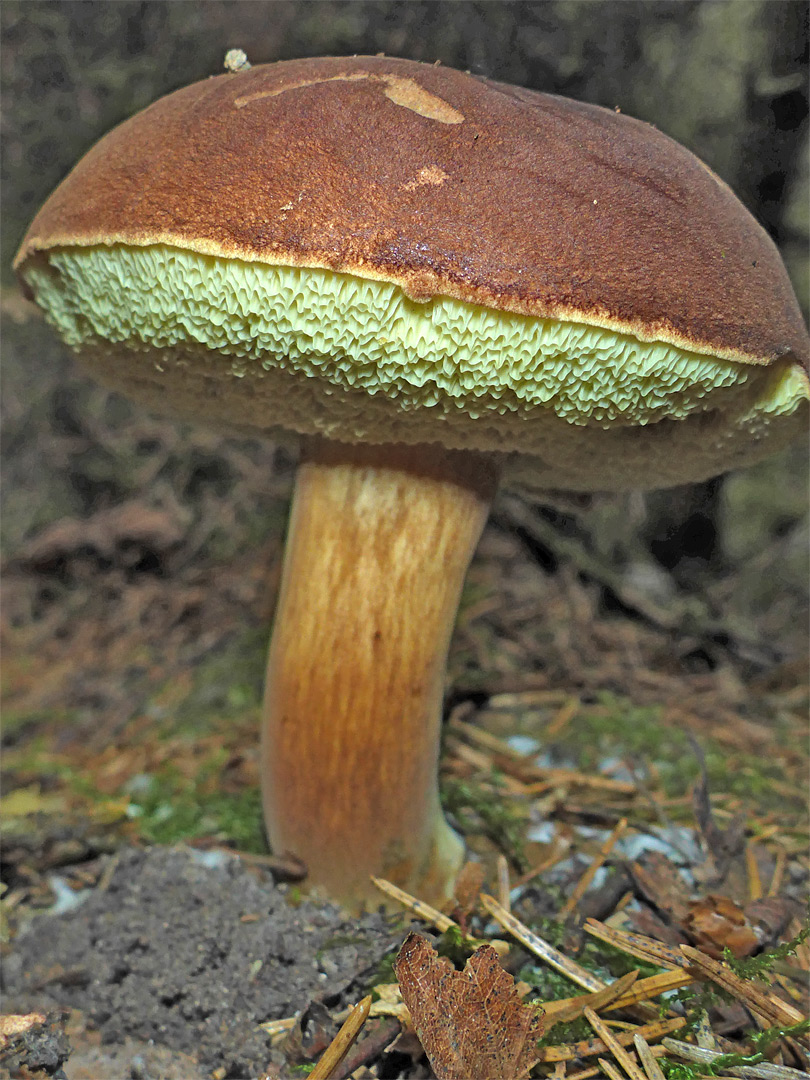 Bay bolete