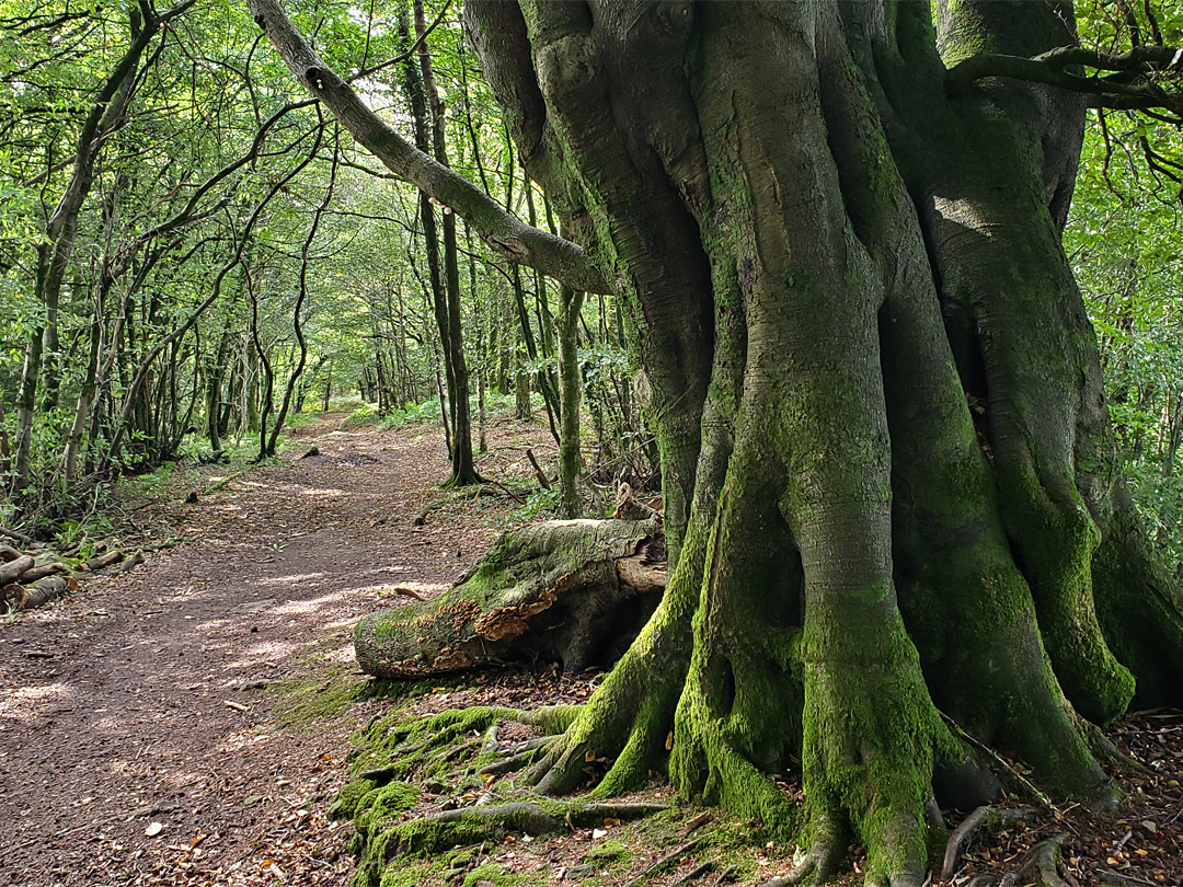 Beech-lined track