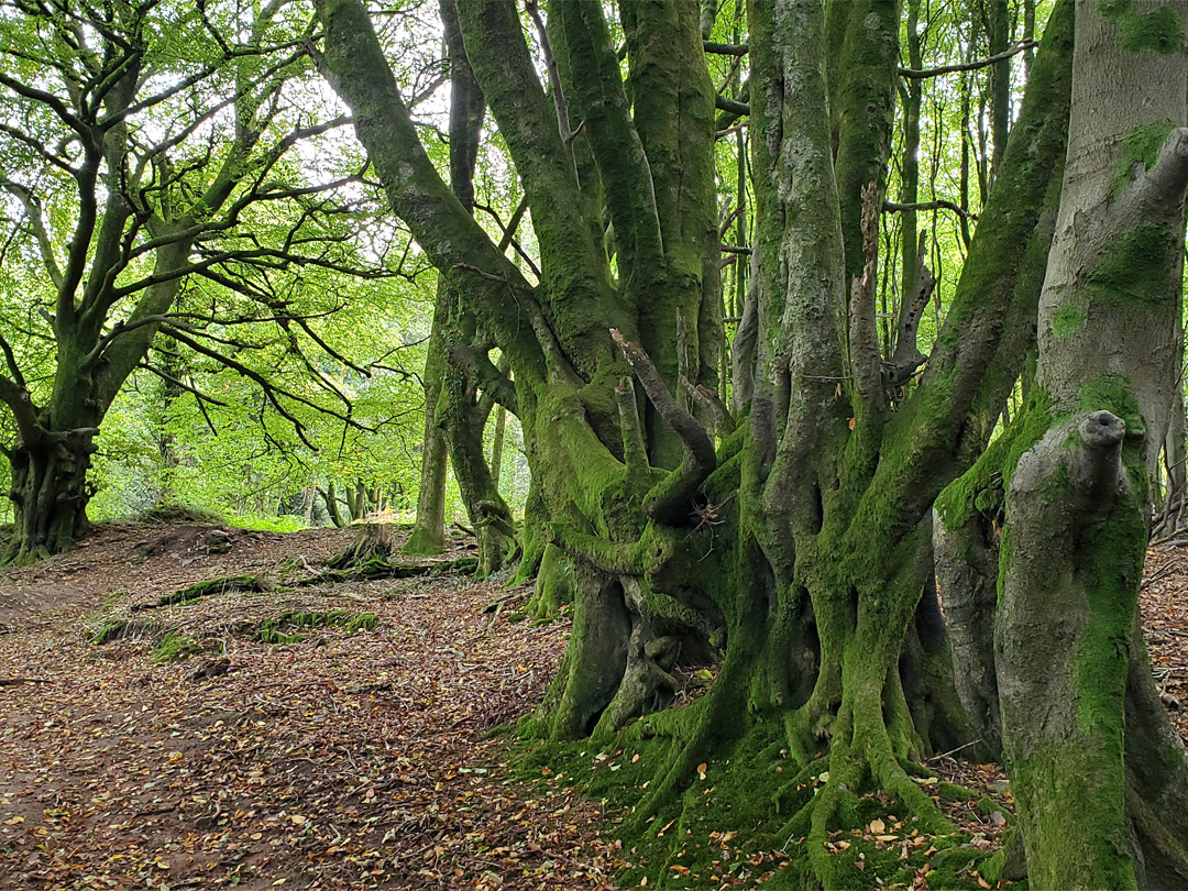 Ancient trackway