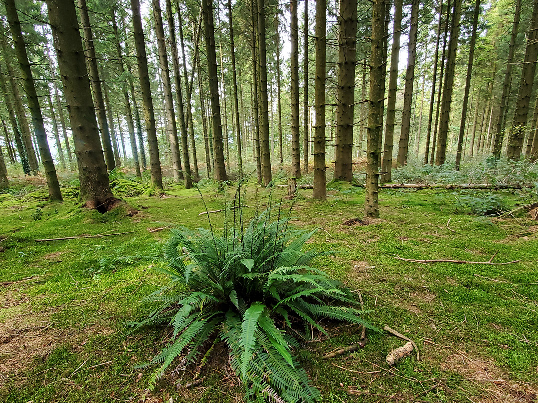 Conifers and ferns