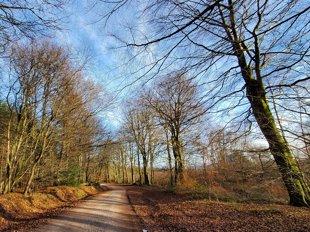 Autumnal sunshine