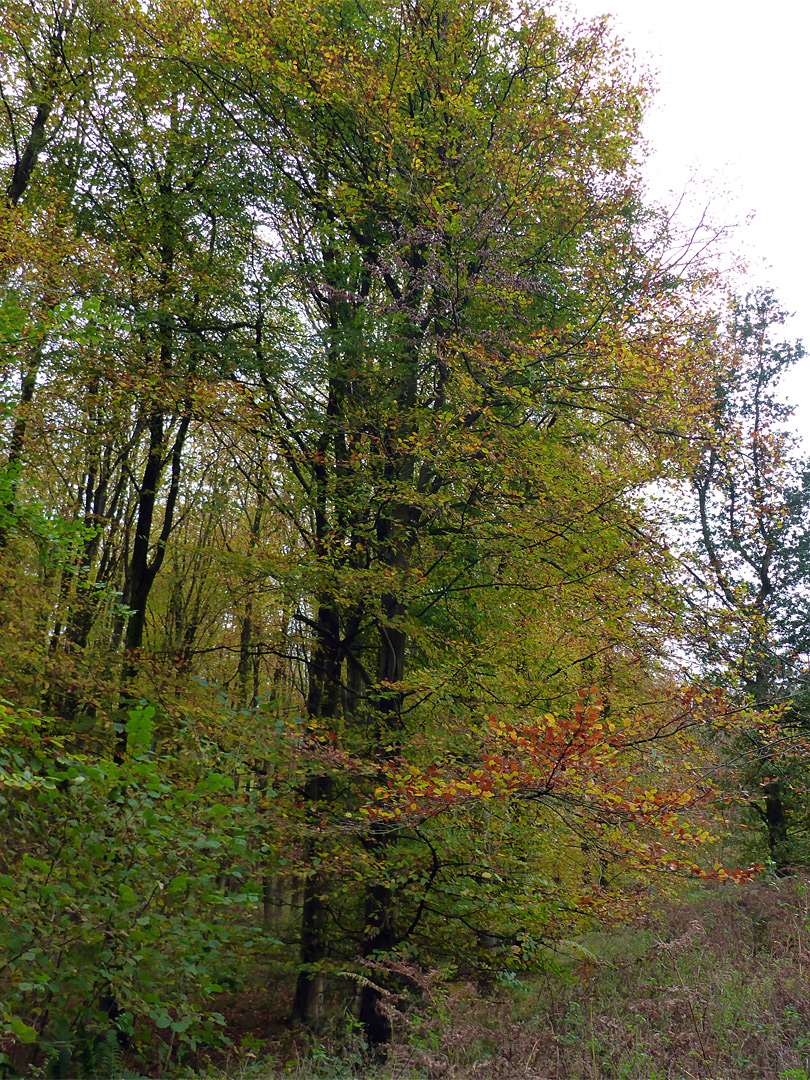 Autumnal trees