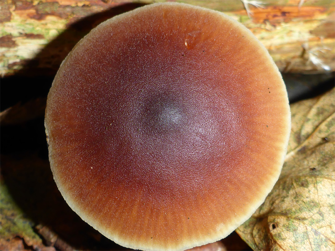 Butter cap