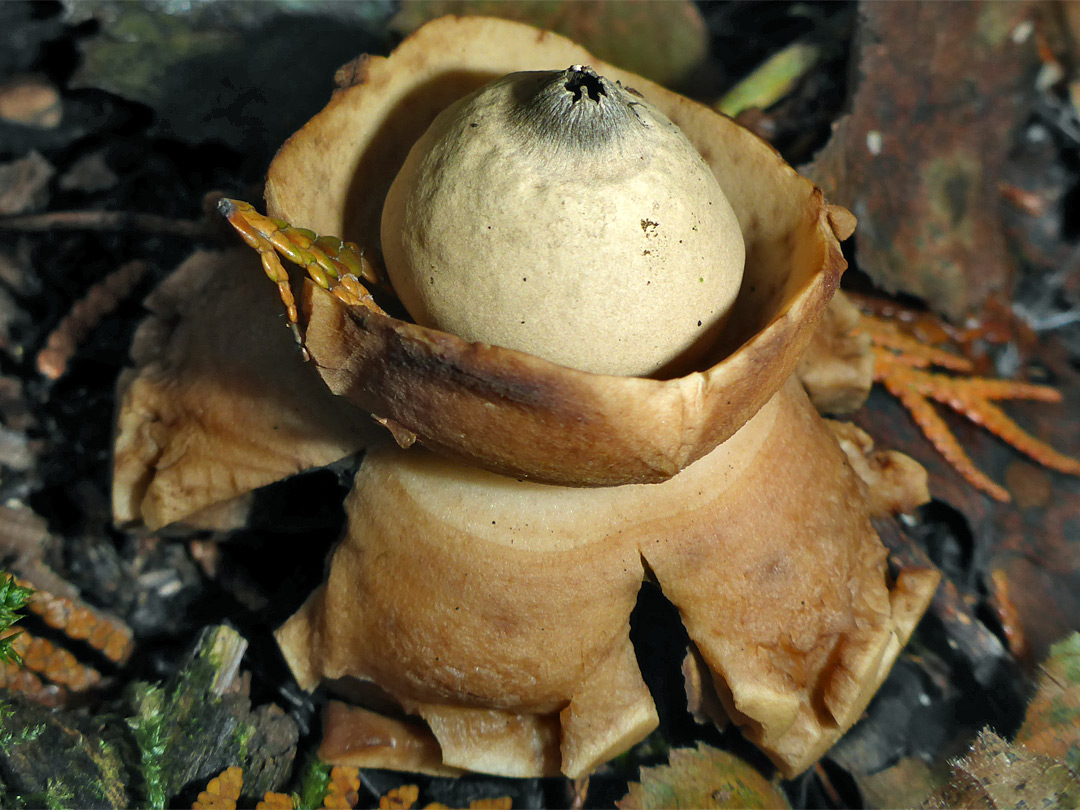 Collared earthstar