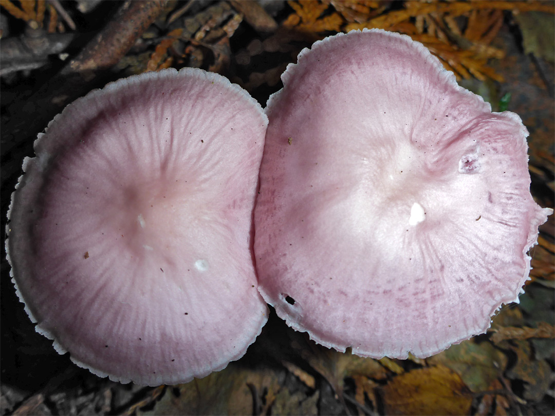 Lilac bonnet