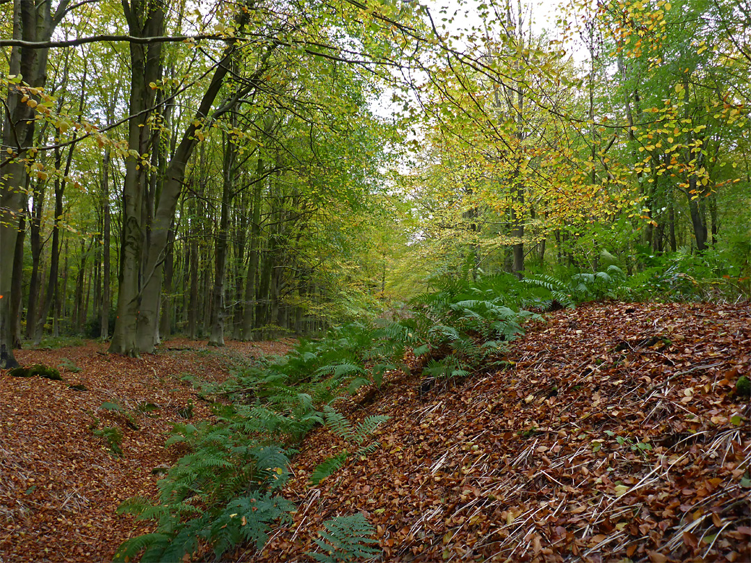 Wansdyke