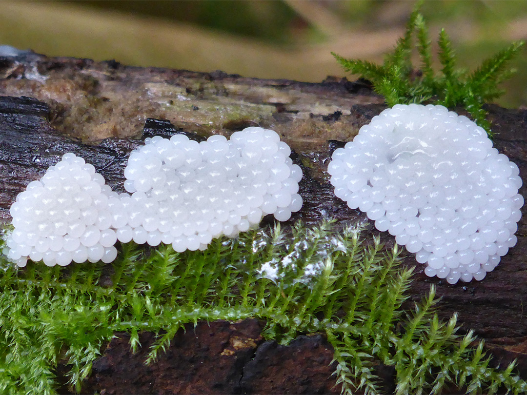 White slime mold