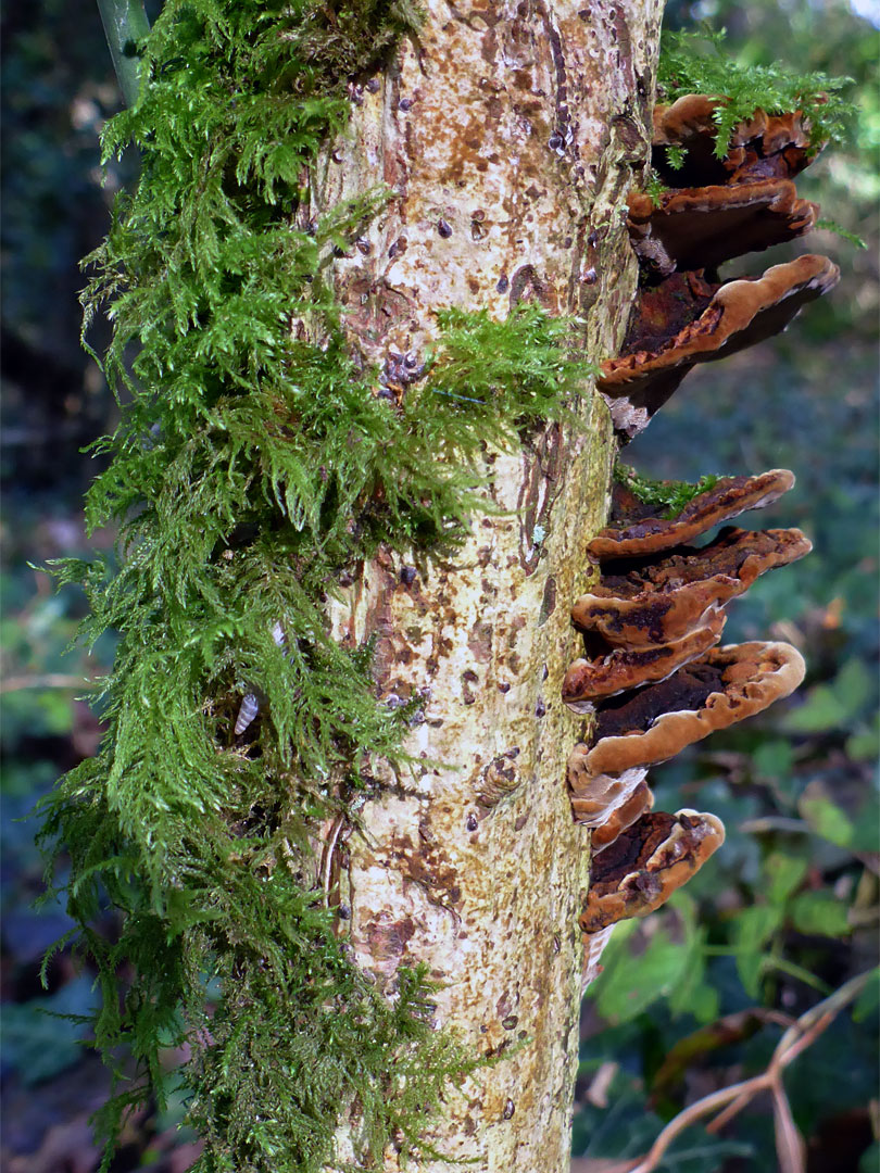 False turkey tail