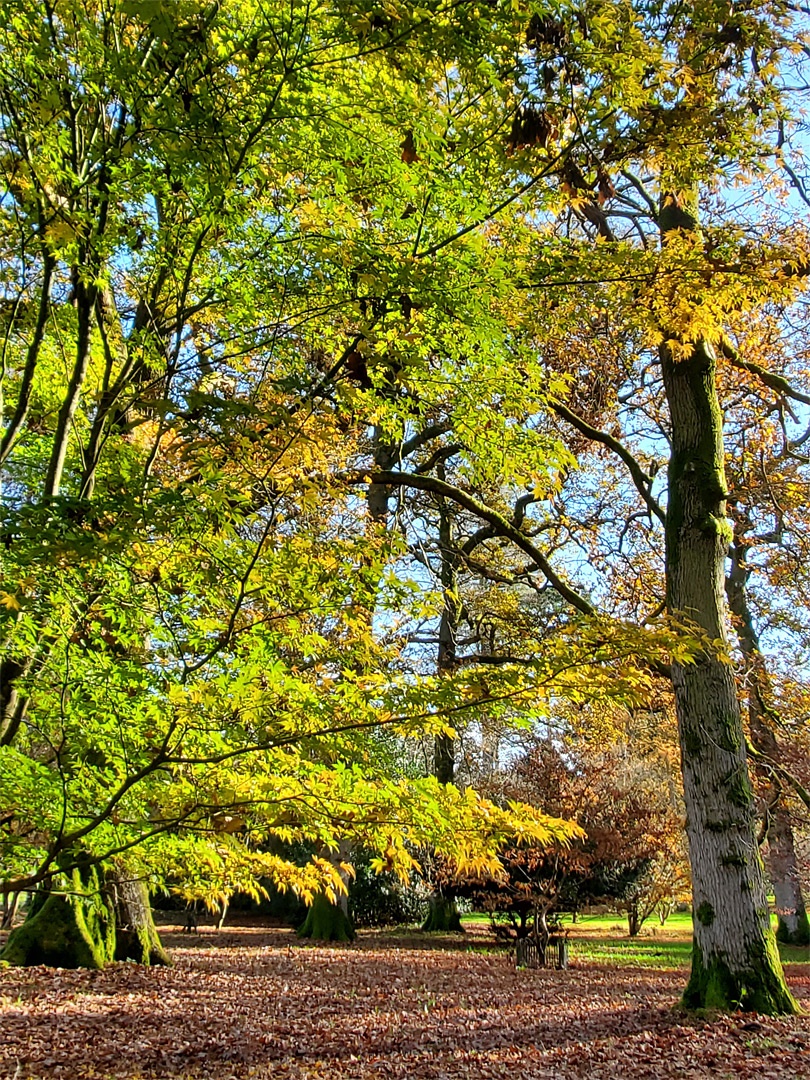 Sun on leaves