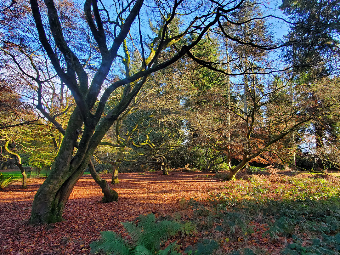 Fallen leaves