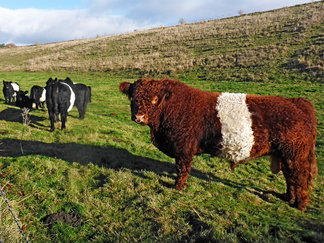 Belted galloway