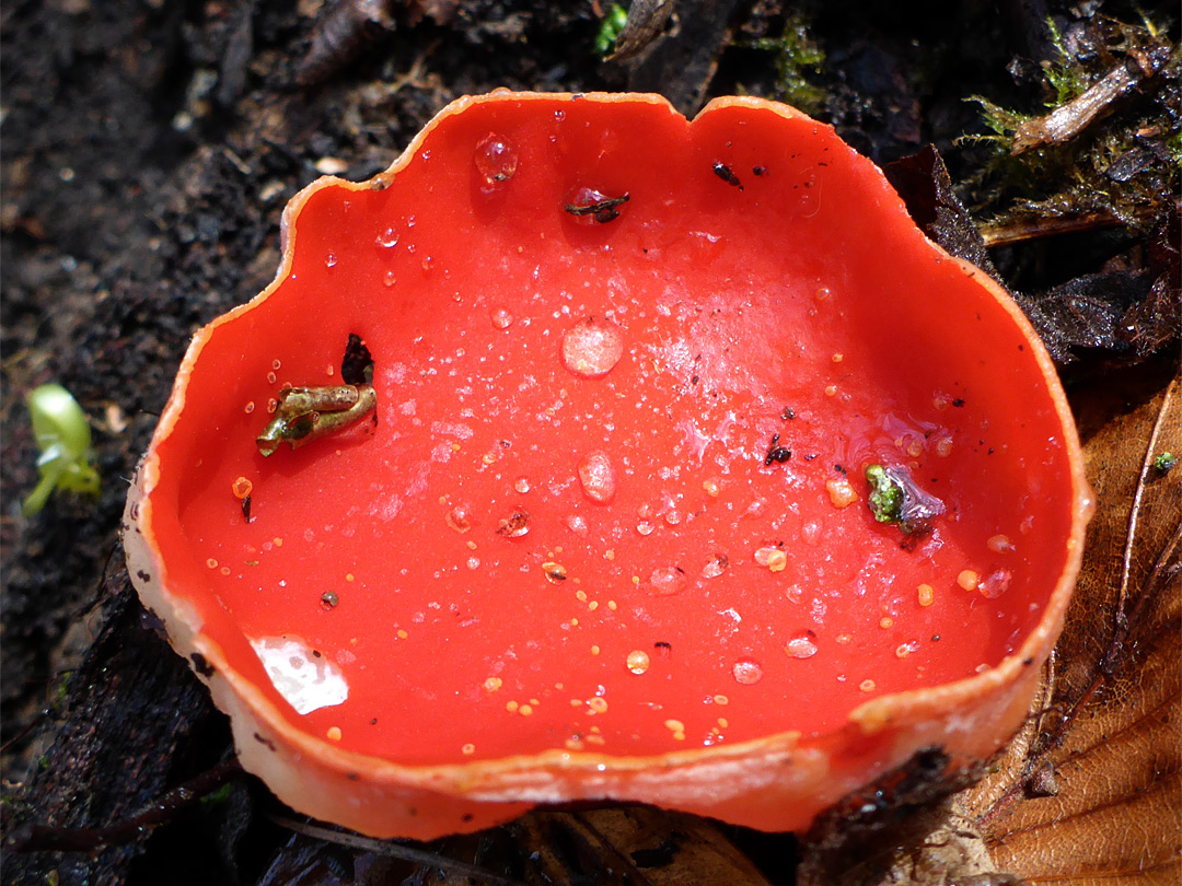 Scarlet elf cup