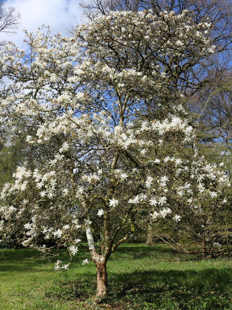 Magnolia