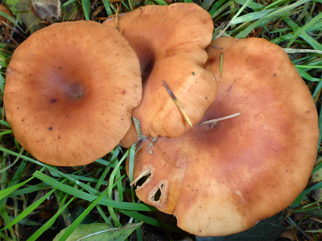 Tawny funnel cap