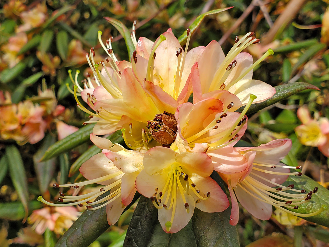 Pinkish-yellow rhododendron