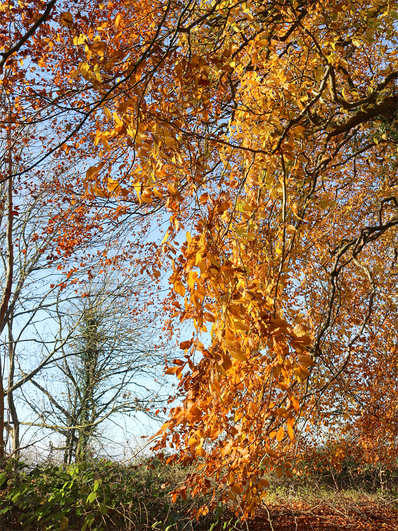 Orange beech leaves