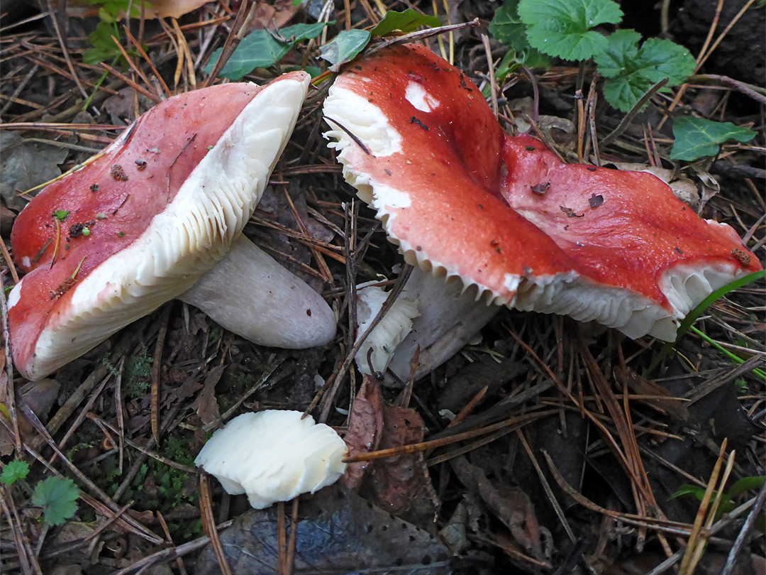 Bloody brittlegill 