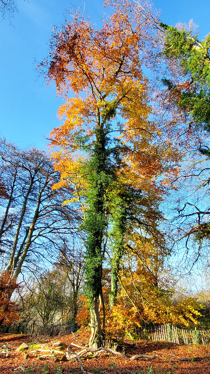 Tall tree in autumn